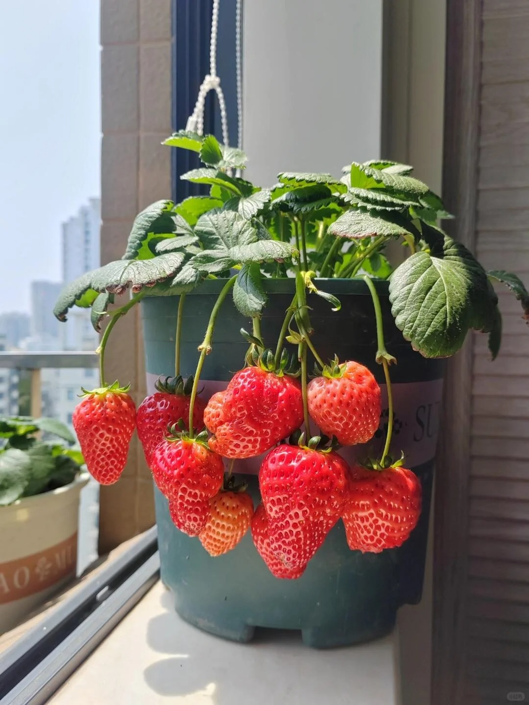 🍓 Jahody po celý rok z semienok! – Vypestujte si sladkú úrodu kedykoľvek.