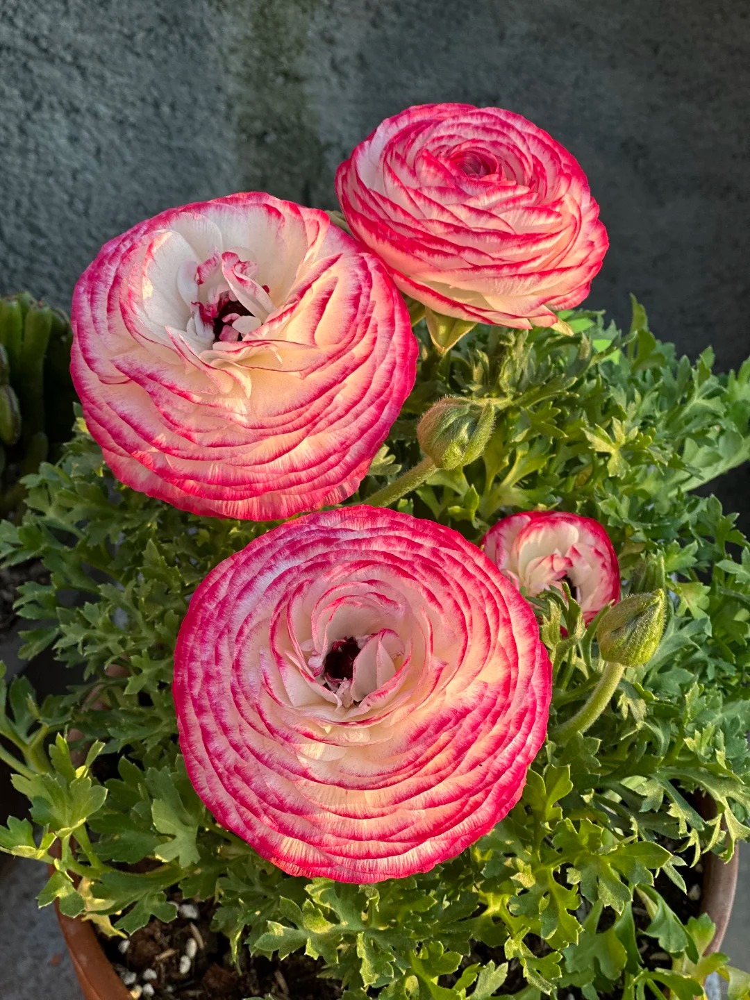 🌸 Plnokveté ranunkuly – nežná elegancia pre každú záhradu