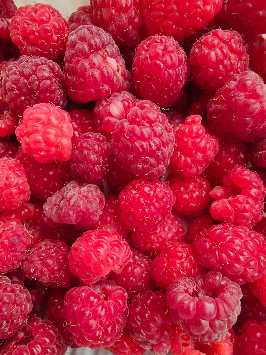 🍓 Maliník – 100% prírodné semená | Bio kvalita pre vlastnú úrodu