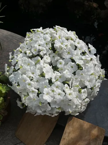 🔥 Výpredaj skladu – 50 % zľava už len 4 hodiny! 🌸 Semená petúnií na jarnú výsadbu 🌱✨