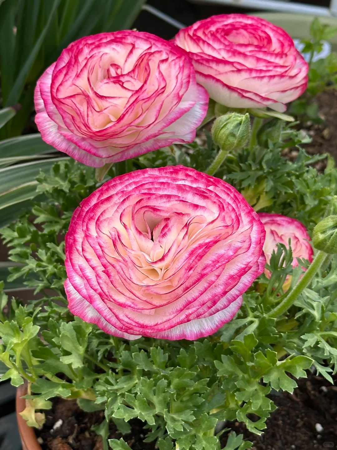 🌸 Plnokveté ranunkuly – nežná elegancia pre každú záhradu
