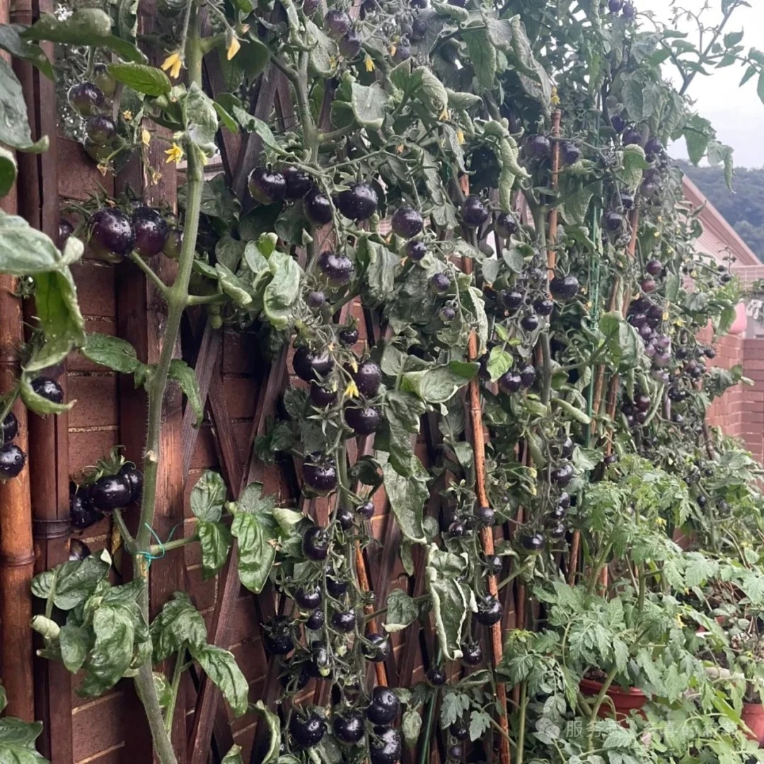 🍅 Rajčata „Černý diamant“ – Exkluzivní tmavá odrůda s lahodnou sladkou chutí a vysokým obsahem antioxidantů!🌱