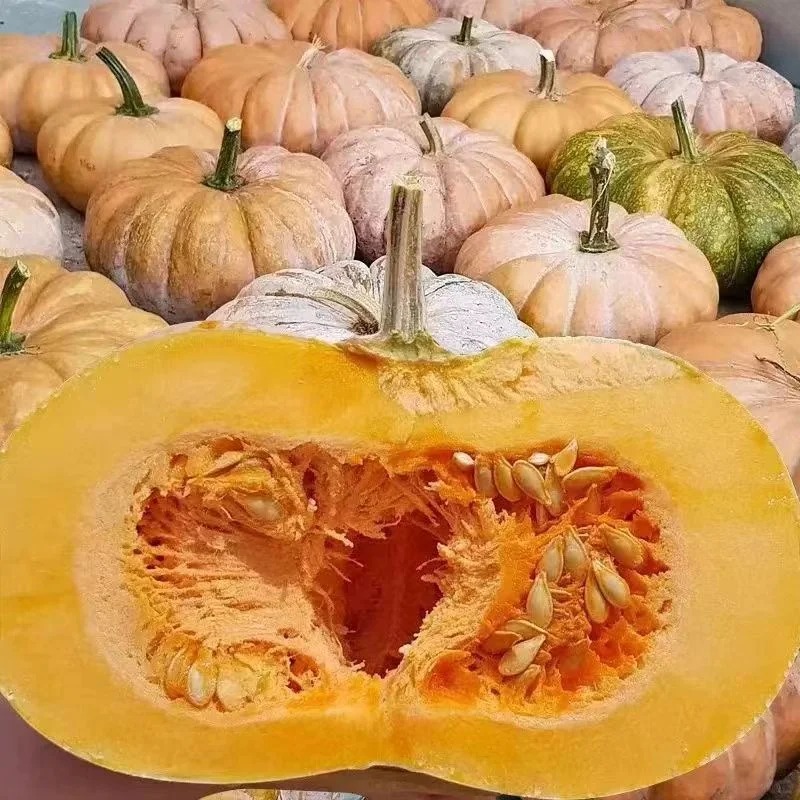 🎃 Tekvica „Mlynský kameň“ – tradičná sladkastá odroda s bohatou úrodou