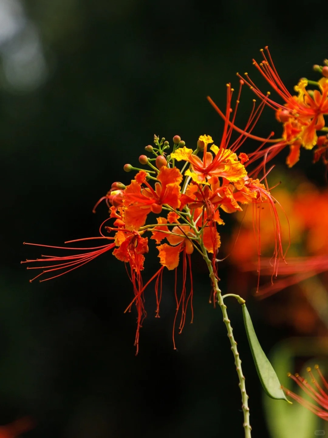 🌺 Ohnivý kvet z tropov – Semená Caesalpinia (Poinciana) | Žiarivo červené kvety pre váš domov