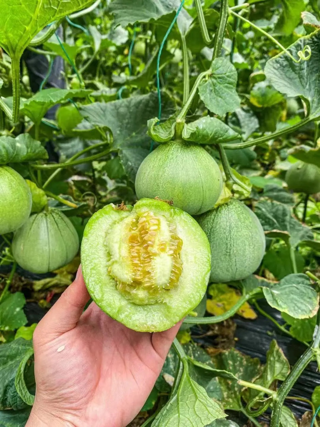 🍈 Semená zeleného melónu – šťavnatá sladkosť z vlastnej záhrady 🌱