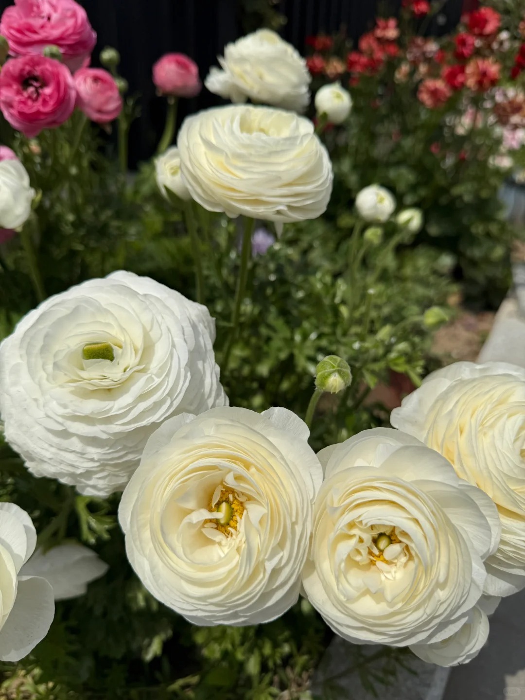 🌸 Plnokveté ranunkuly – nežná elegancia pre každú záhradu