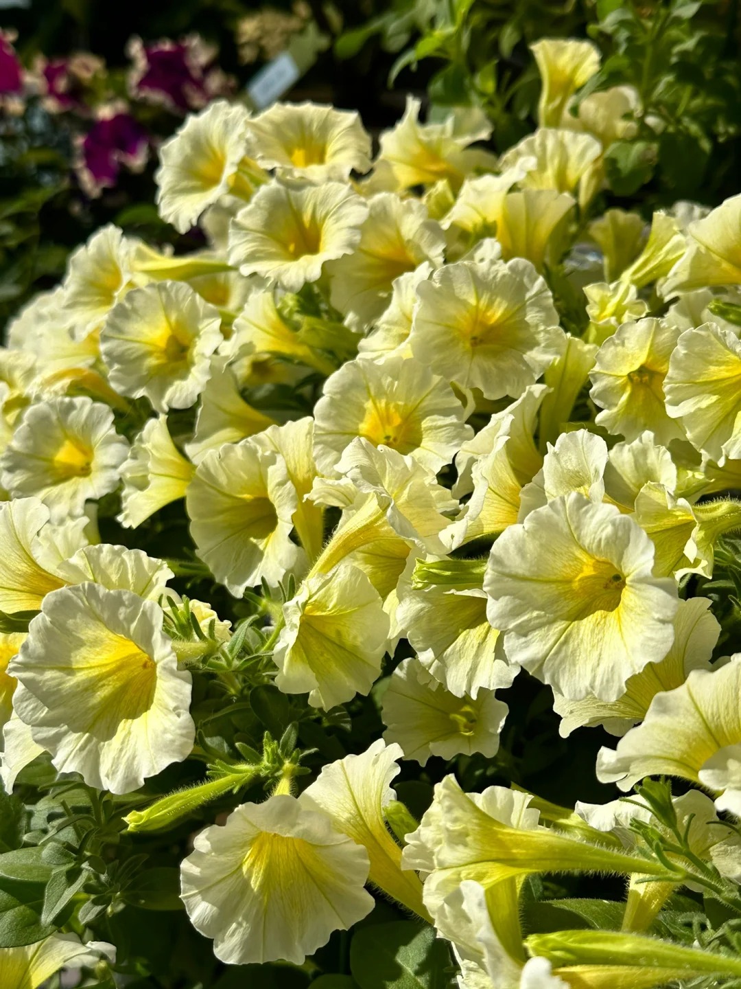 🌸 Petúnia previsnutá do závesných košov – Kráľovná balkónov vo farebných kombináciách