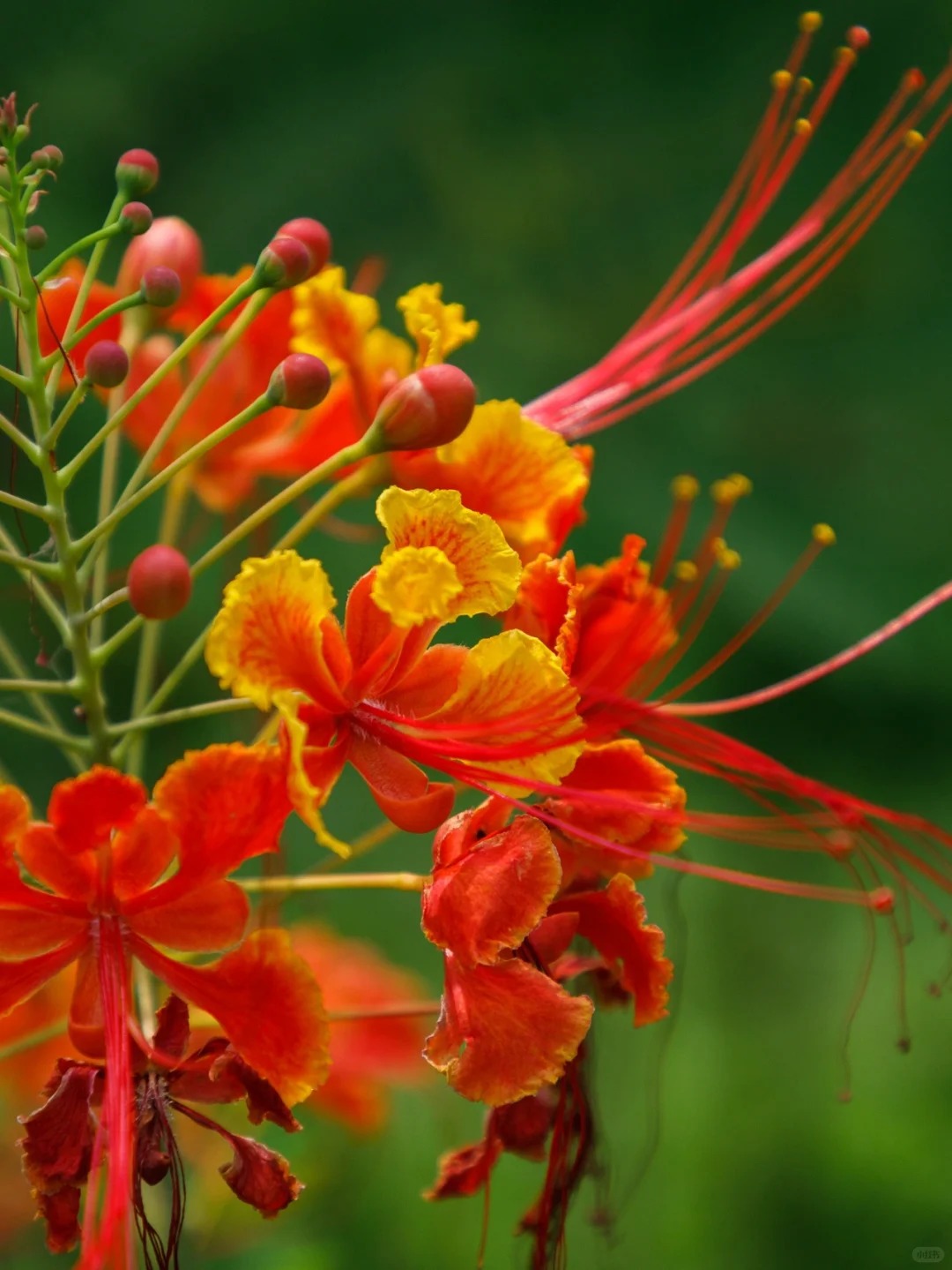 🌺 Ohnivý kvet z tropov – Semená Caesalpinia (Poinciana) | Žiarivo červené kvety pre váš domov