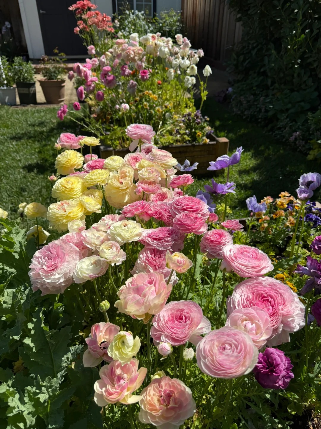 🌸 Plnokveté ranunkuly – nežná elegancia pre každú záhradu