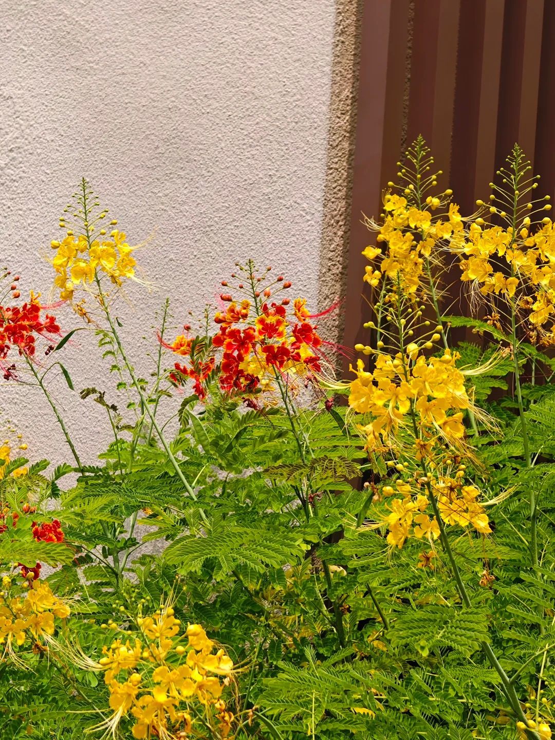 🌺 Ohnivý kvet z tropov – Semená Caesalpinia (Poinciana) | Žiarivo červené kvety pre váš domov