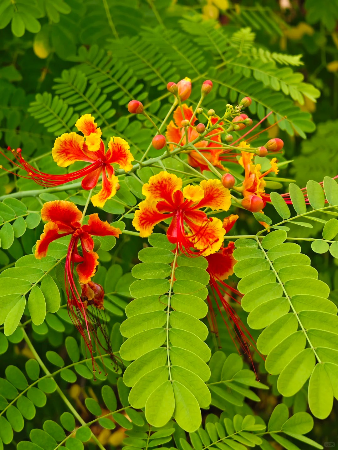 🌺 Ohnivý kvet z tropov – Semená Caesalpinia (Poinciana) | Žiarivo červené kvety pre váš domov