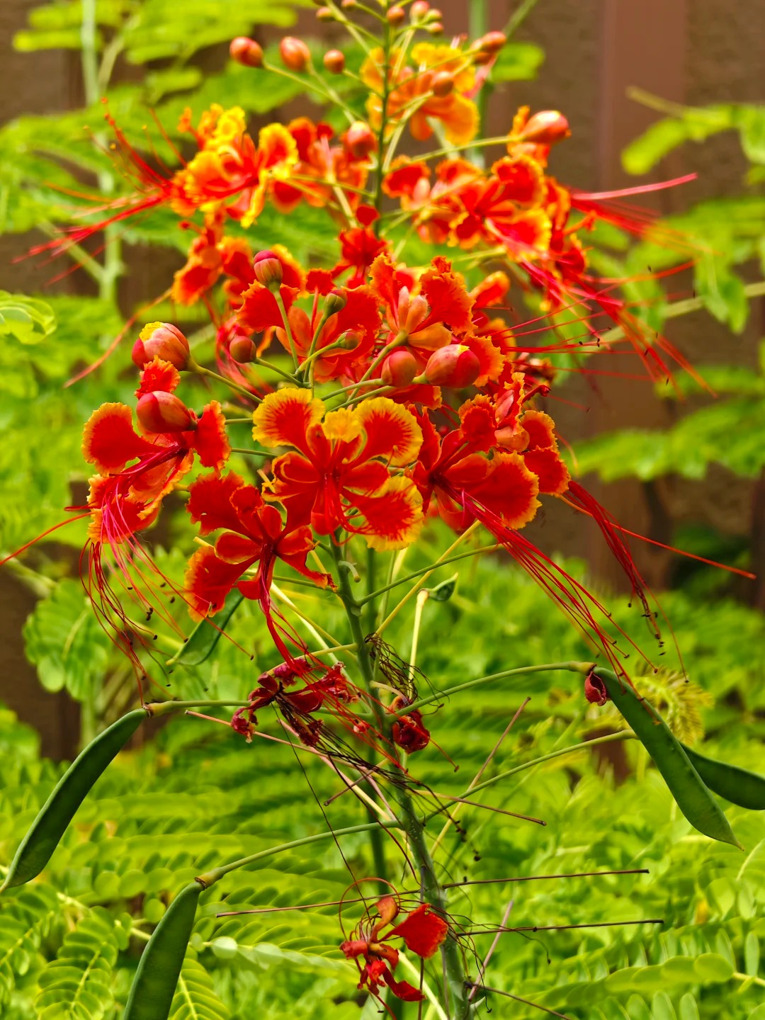 🌺 Ohnivý kvet z tropov – Semená Caesalpinia (Poinciana) | Žiarivo červené kvety pre váš domov