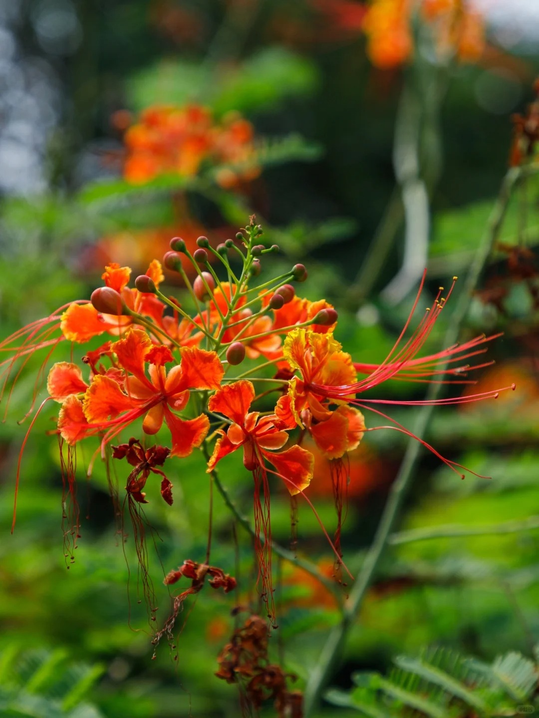🌺 Ohnivý kvet z tropov – Semená Caesalpinia (Poinciana) | Žiarivo červené kvety pre váš domov