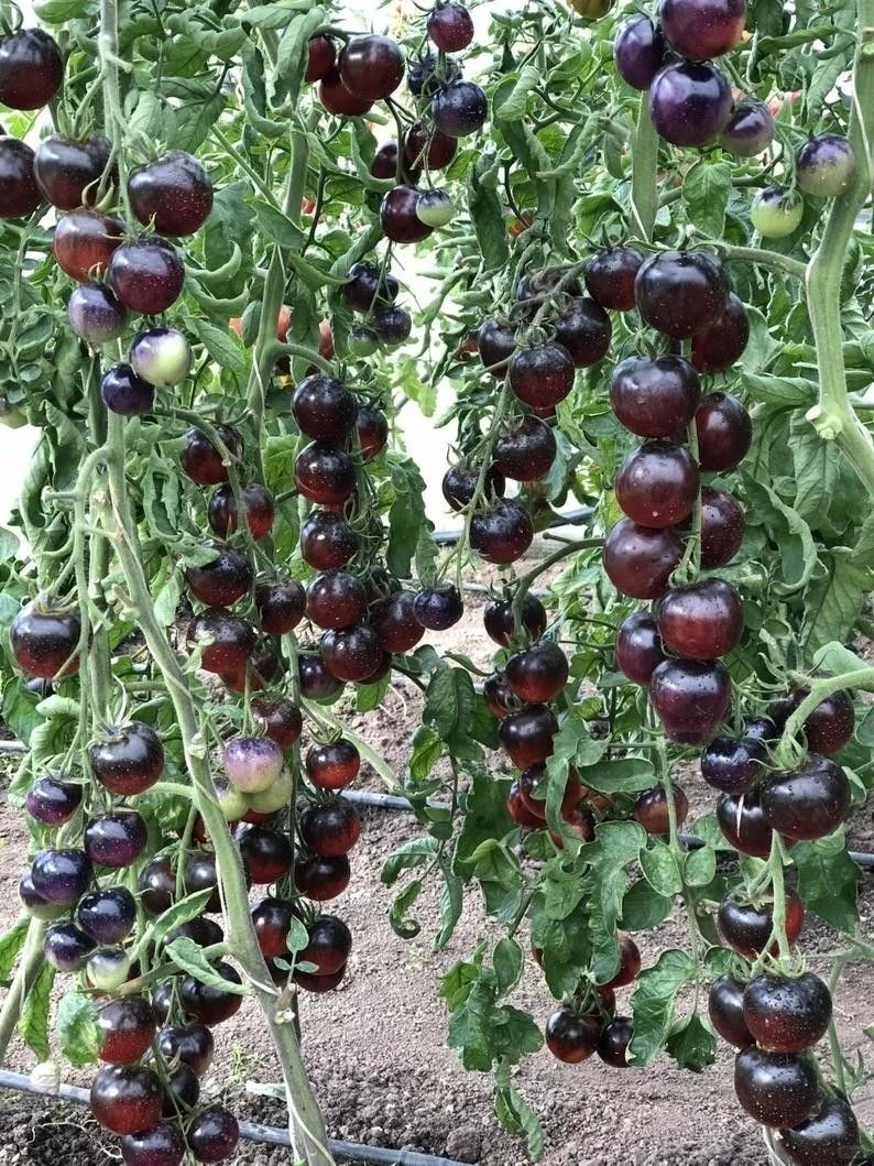 🍅 Rajčata „Černý diamant“ – Exkluzivní tmavá odrůda s lahodnou sladkou chutí a vysokým obsahem antioxidantů!🌱