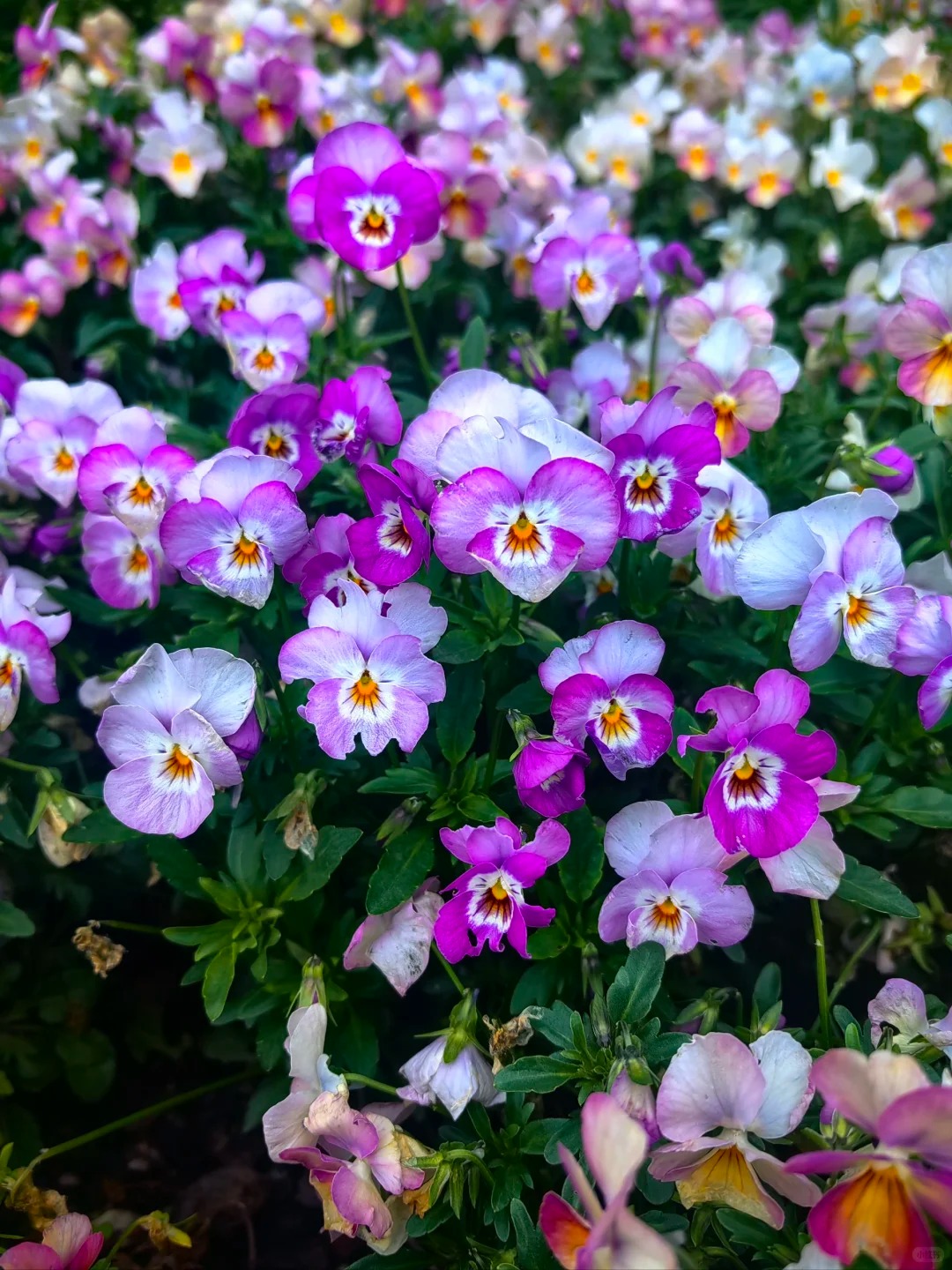 🌸Macešky – Prvé farby jari pre váš balkón aj záhradu