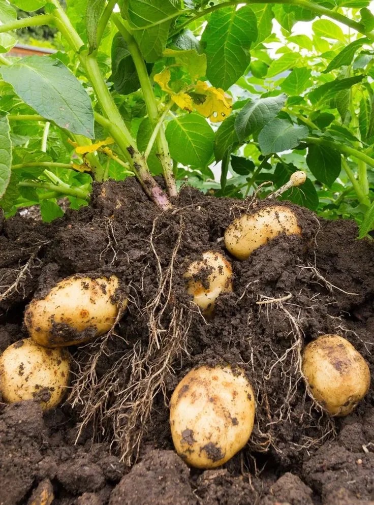 🥔 Semená zemiakov – bohatá úroda, odolná voči chorobám a vhodná aj do kvetináčov 🌿✨