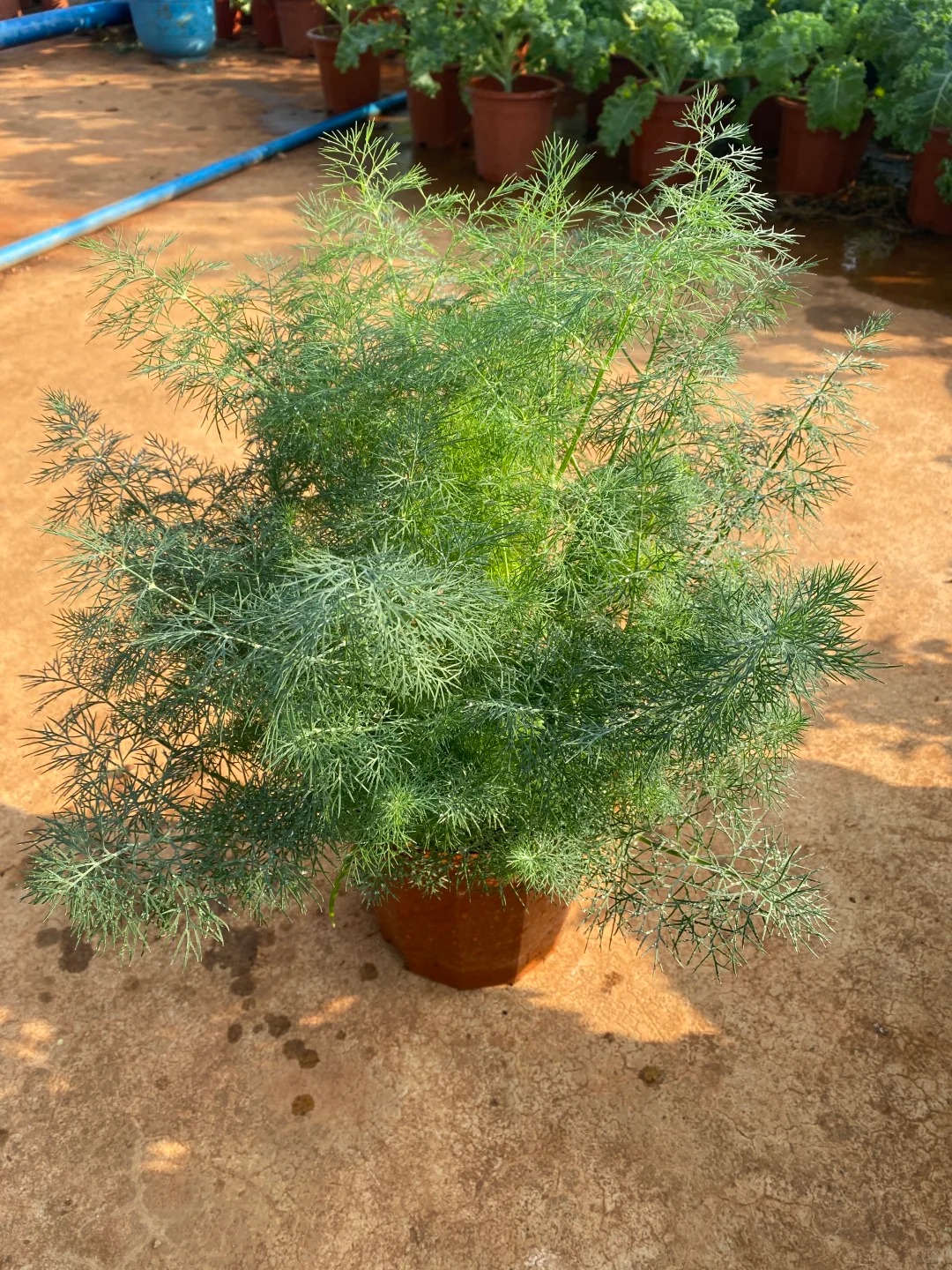 🍹🥒🍵 Bylinková Záhradka pre Každého: Mäta, Bazalka, Medovka, Kôpor – Vypestujte si Vlastné Mojito, Uhorky a Čaj!