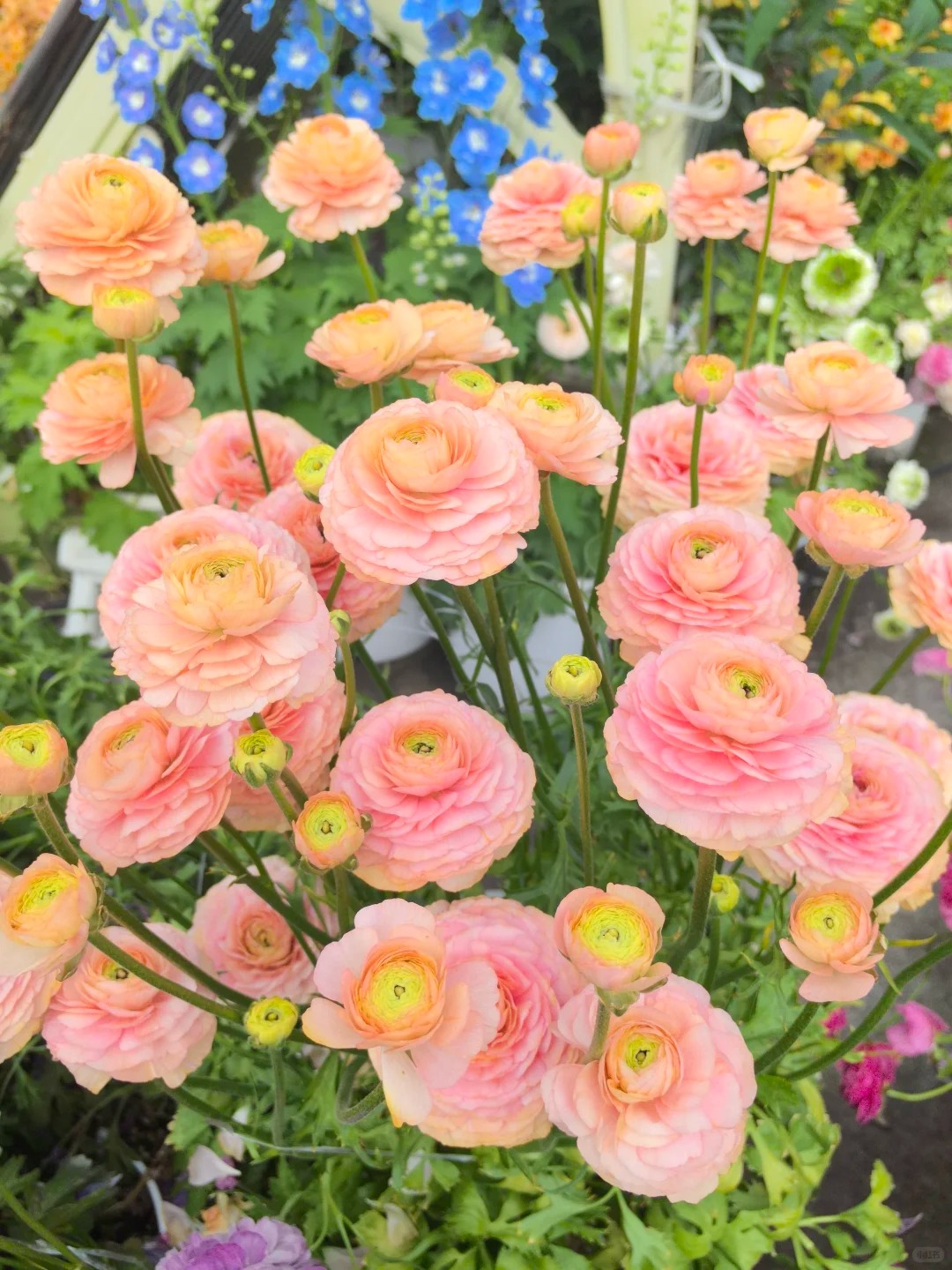🌸 Plnokveté ranunkuly – nežná elegancia pre každú záhradu
