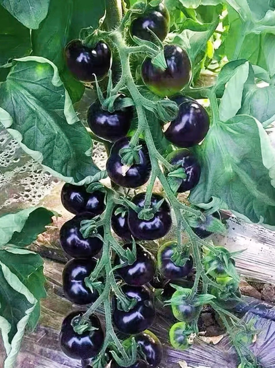 🍅 Rajčata „Černý diamant“ – Exkluzivní tmavá odrůda s lahodnou sladkou chutí a vysokým obsahem antioxidantů!🌱