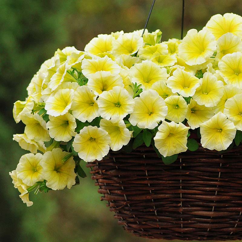 🔥 Výpredaj skladu – 50 % zľava už len 4 hodiny! 🌸 Semená petúnií na jarnú výsadbu 🌱✨