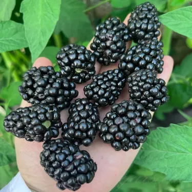 🫐 Semená černíc – Vlastná úroda sladkých plodov priamo z vašej záhrady! 🌿