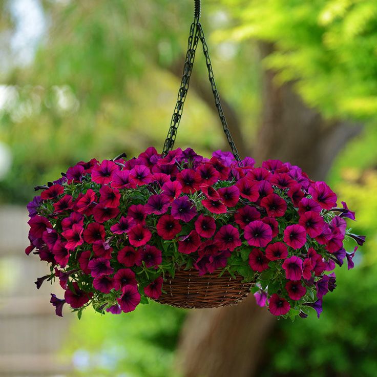 🔥 Výpredaj skladu – 50 % zľava už len 4 hodiny! 🌸 Semená petúnií na jarnú výsadbu 🌱✨