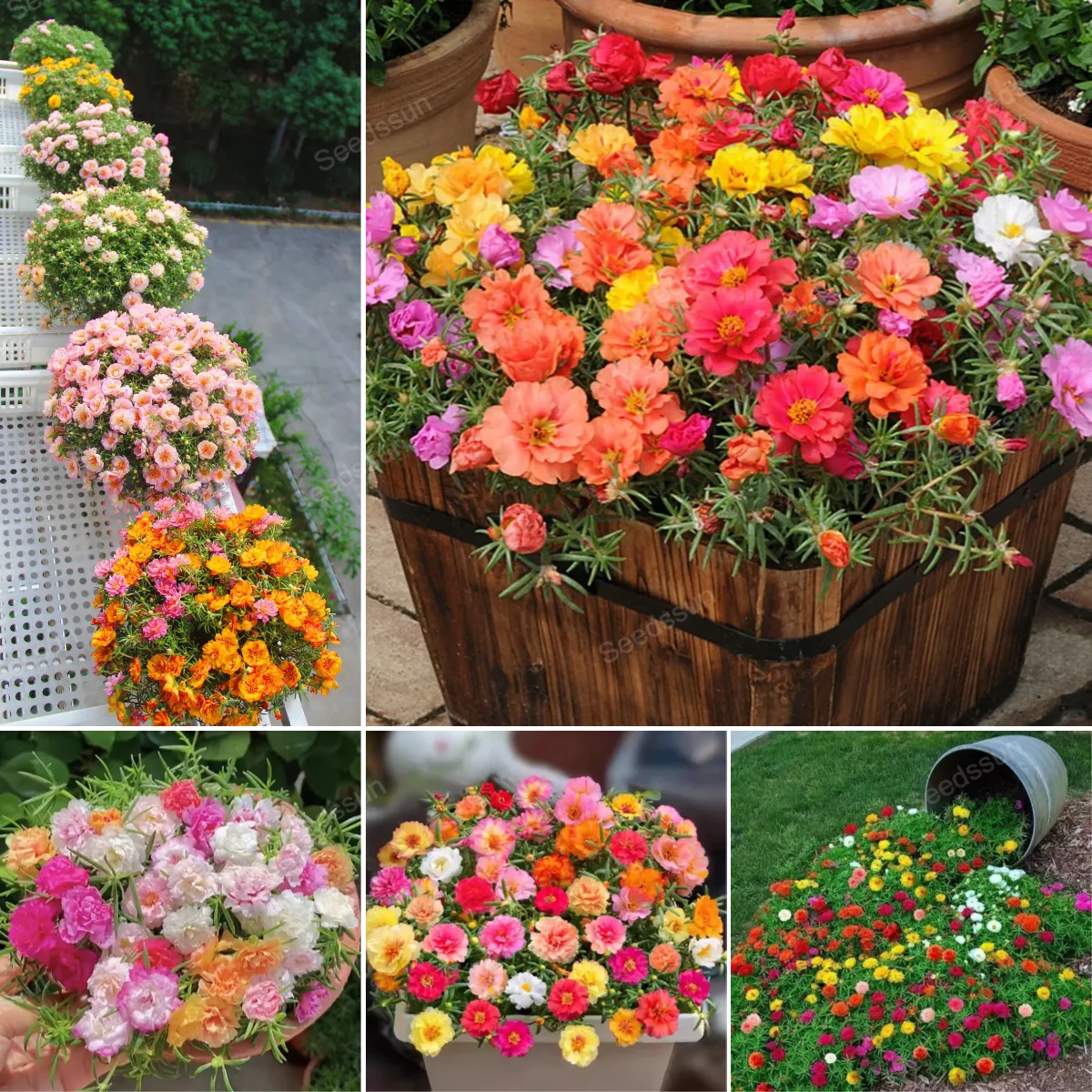 🌸 Semená mchestej ruže – farebný mix na celé leto bez starostí 🌿✨