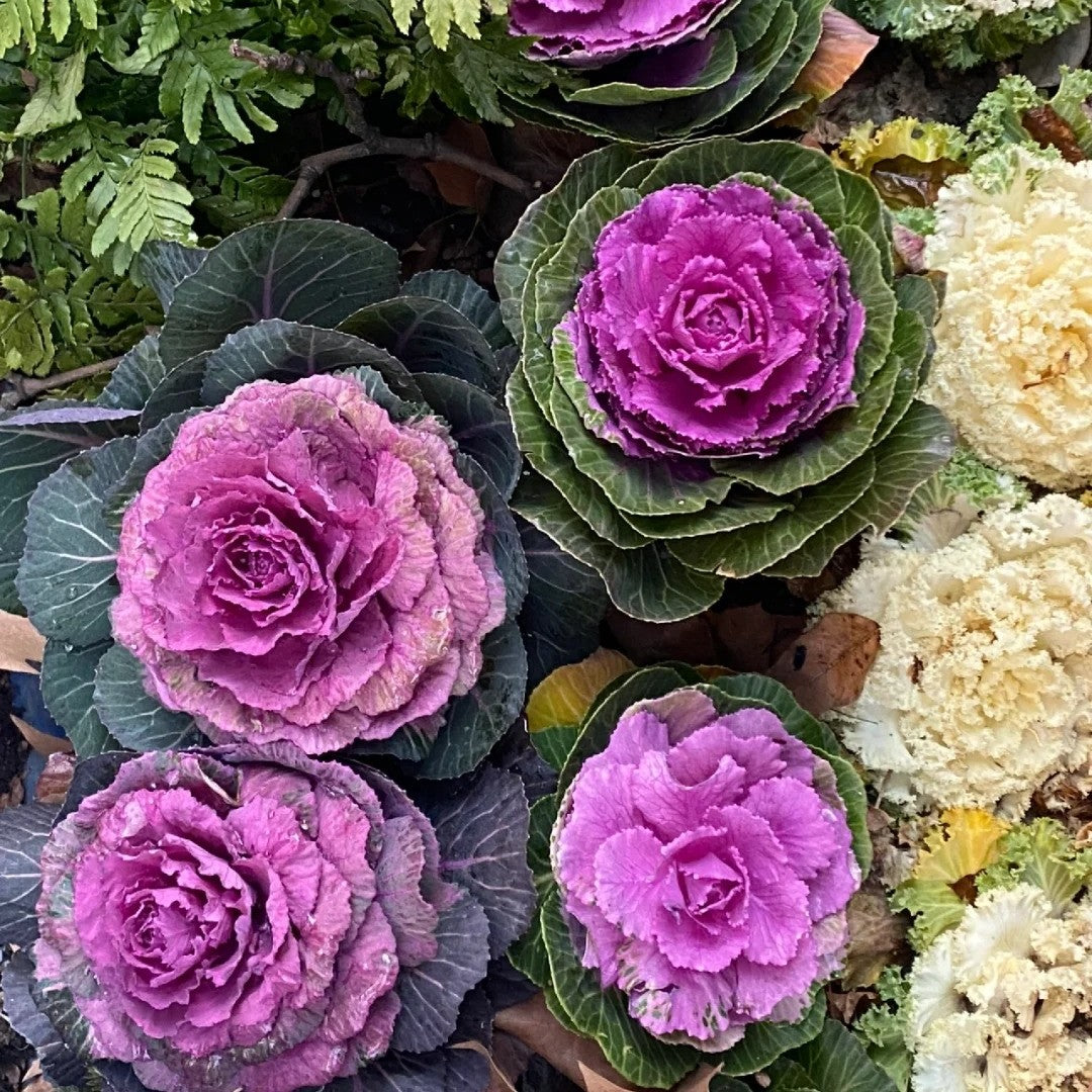 Kale – Jedlý aj okrasný | Výber z viacerých farebných odrôd | Mrazuvzdorný, vitamínový, nenáročný na pestovanie