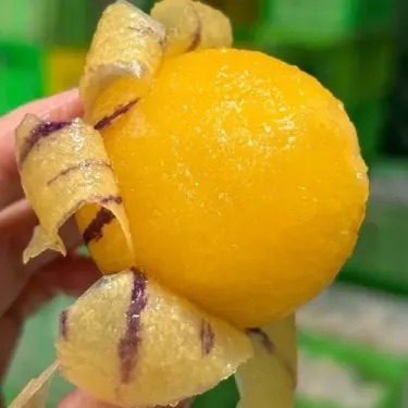 🌿 Semínka Ženšenu – Vypěstujte si přírodní sílu a zdraví na své zahradě! 🌱