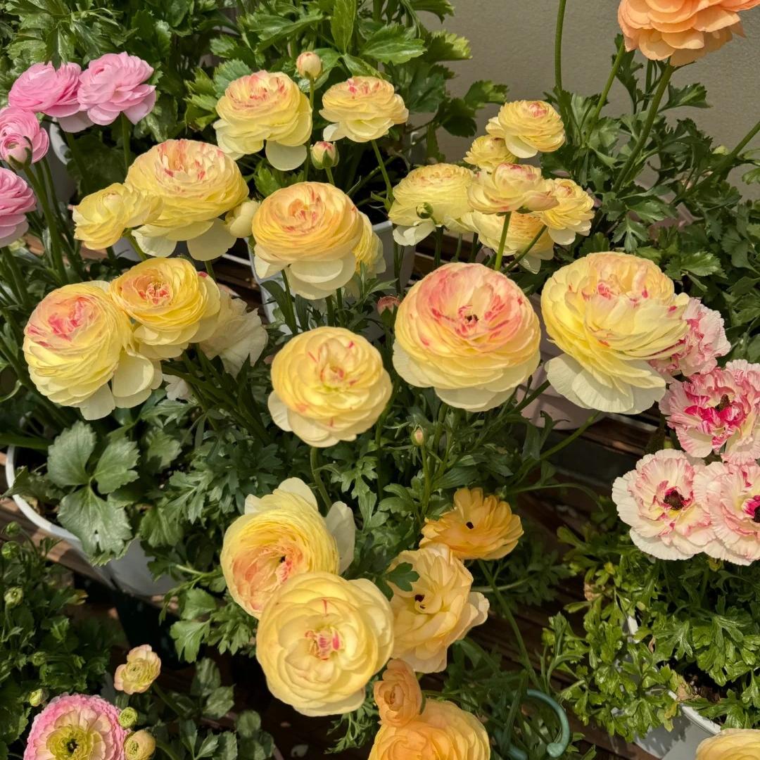 🌸 Plnokveté ranunkuly – nežná elegancia pre každú záhradu