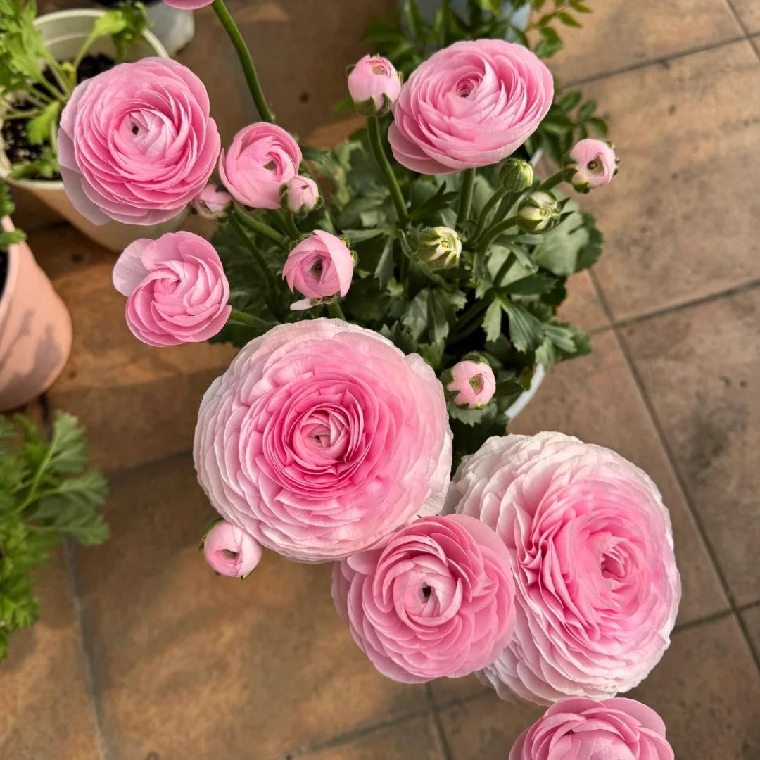 🌸 Plnokveté ranunkuly – nežná elegancia pre každú záhradu