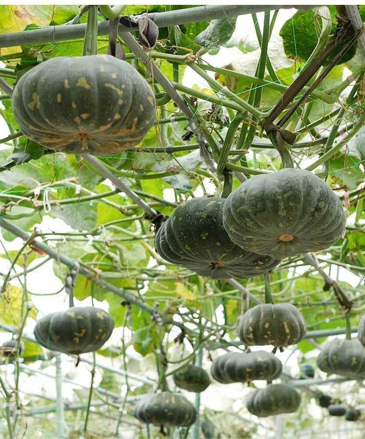 🎃 Tekvica „Mlynský kameň“ – tradičná sladkastá odroda s bohatou úrodou