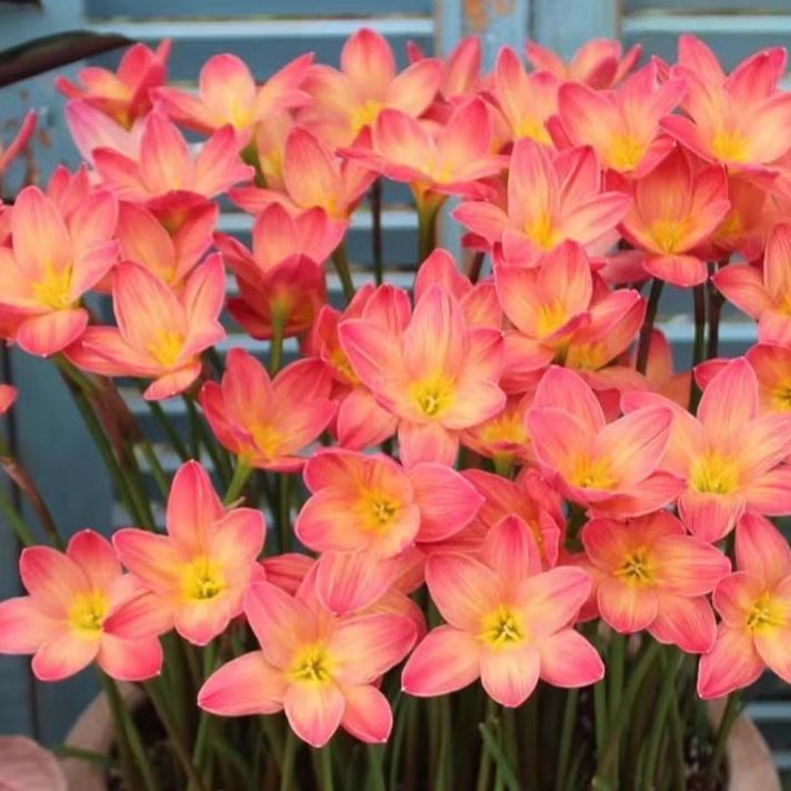 ⭐ Kvalitné cibuľky Rain Lily – opakovane kvitnúce, odolné voči horúčave