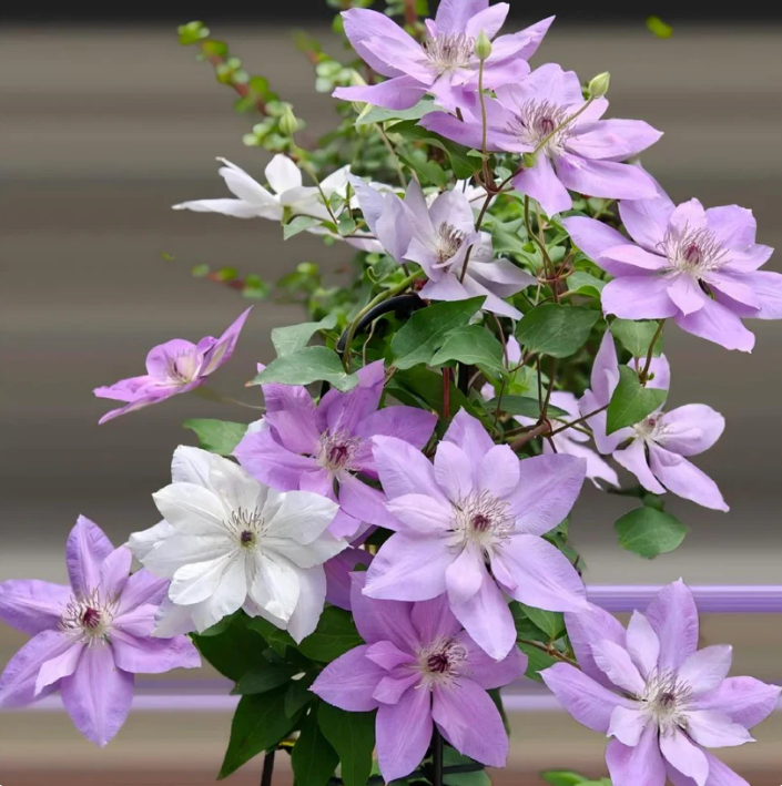 🌸 Semená plamienka – také jednoduché, že to zvládne aj začiatočník 🌿✨