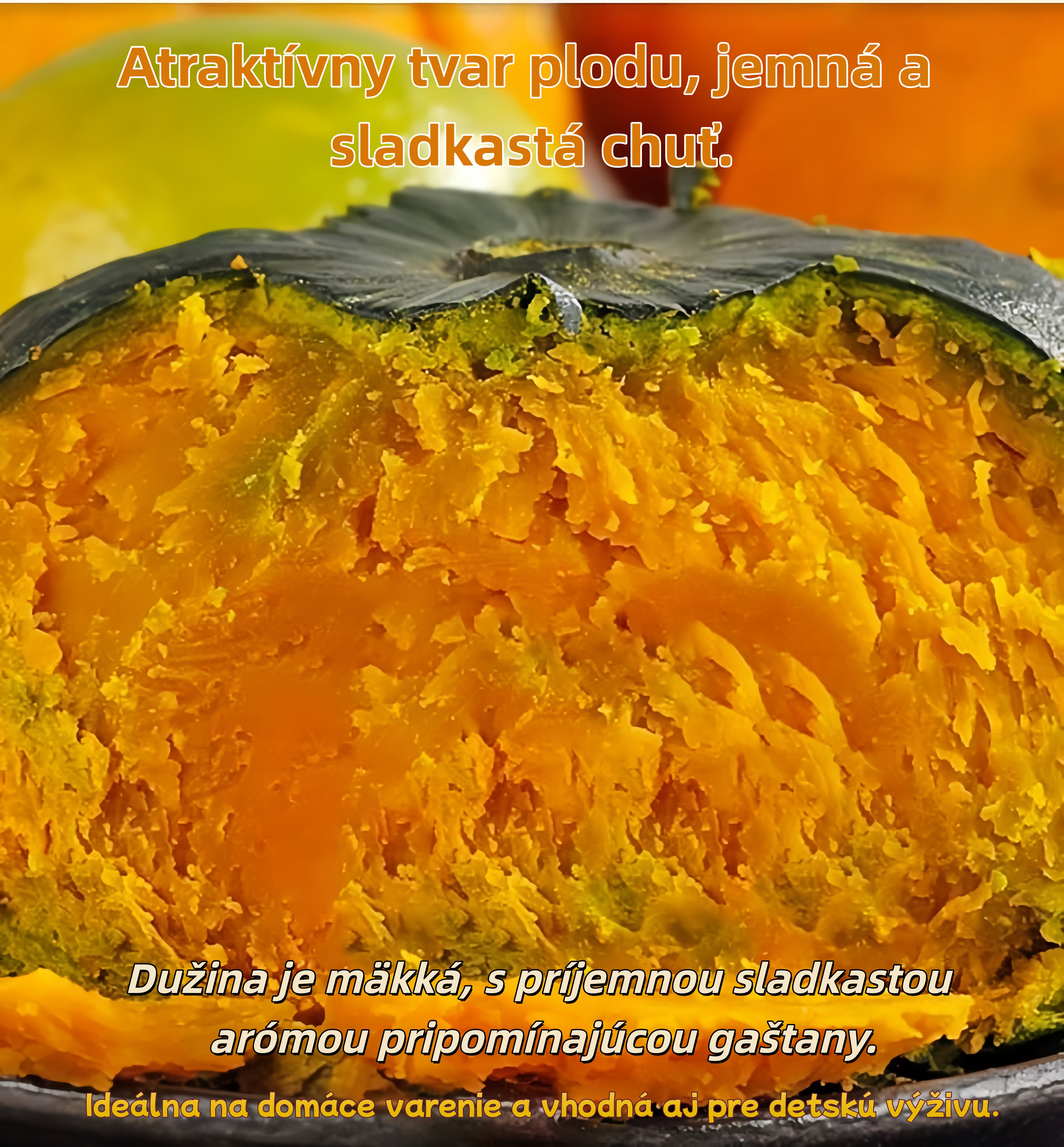 🎃 Tekvica „Mlynský kameň“ – tradičná sladkastá odroda s bohatou úrodou