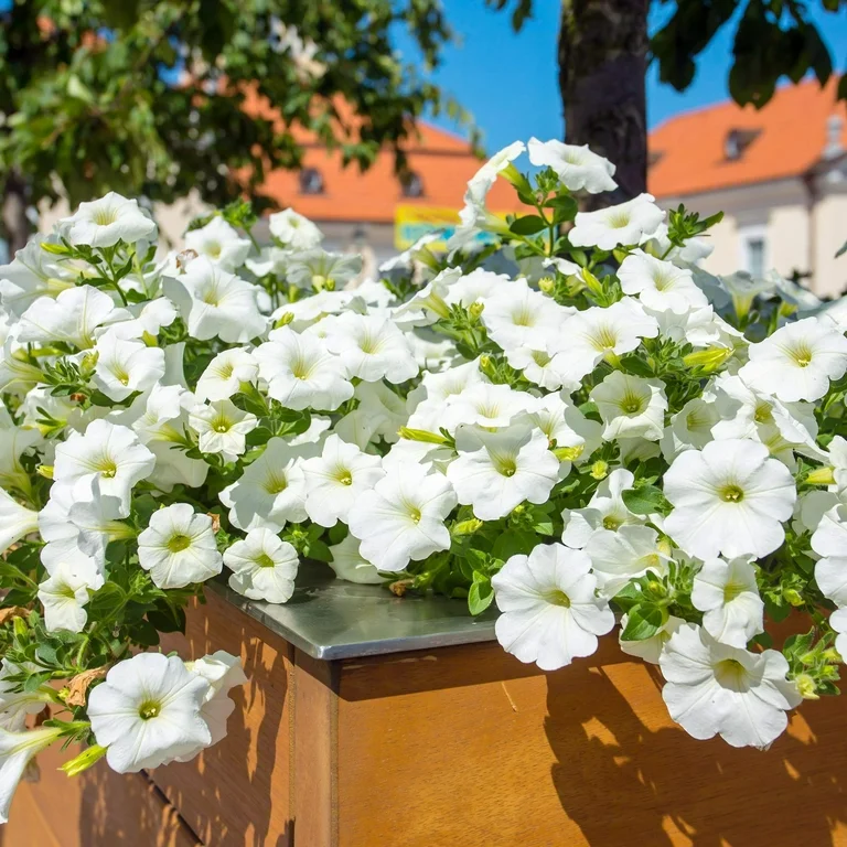 🔥 Výpredaj skladu – 50 % zľava už len 4 hodiny! 🌸 Semená petúnií na jarnú výsadbu 🌱✨