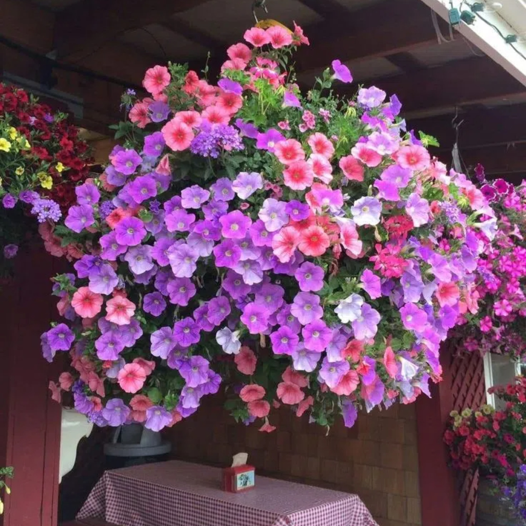 🔥 Výpredaj skladu – 50 % zľava už len 4 hodiny! 🌸 Semená petúnií na jarnú výsadbu 🌱✨