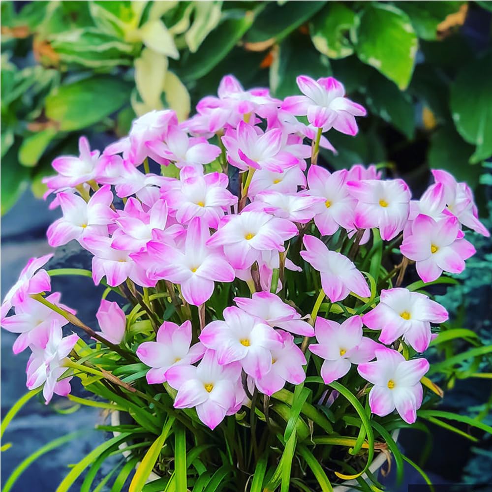 ⭐ Kvalitné cibuľky Rain Lily – opakovane kvitnúce, odolné voči horúčave