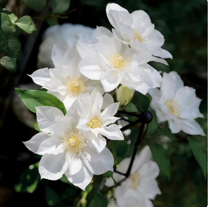 🌸 Semená plamienka – také jednoduché, že to zvládne aj začiatočník 🌿✨