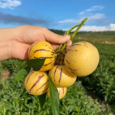 🌿 Semínka Ženšenu – Vypěstujte si přírodní sílu a zdraví na své zahradě! 🌱