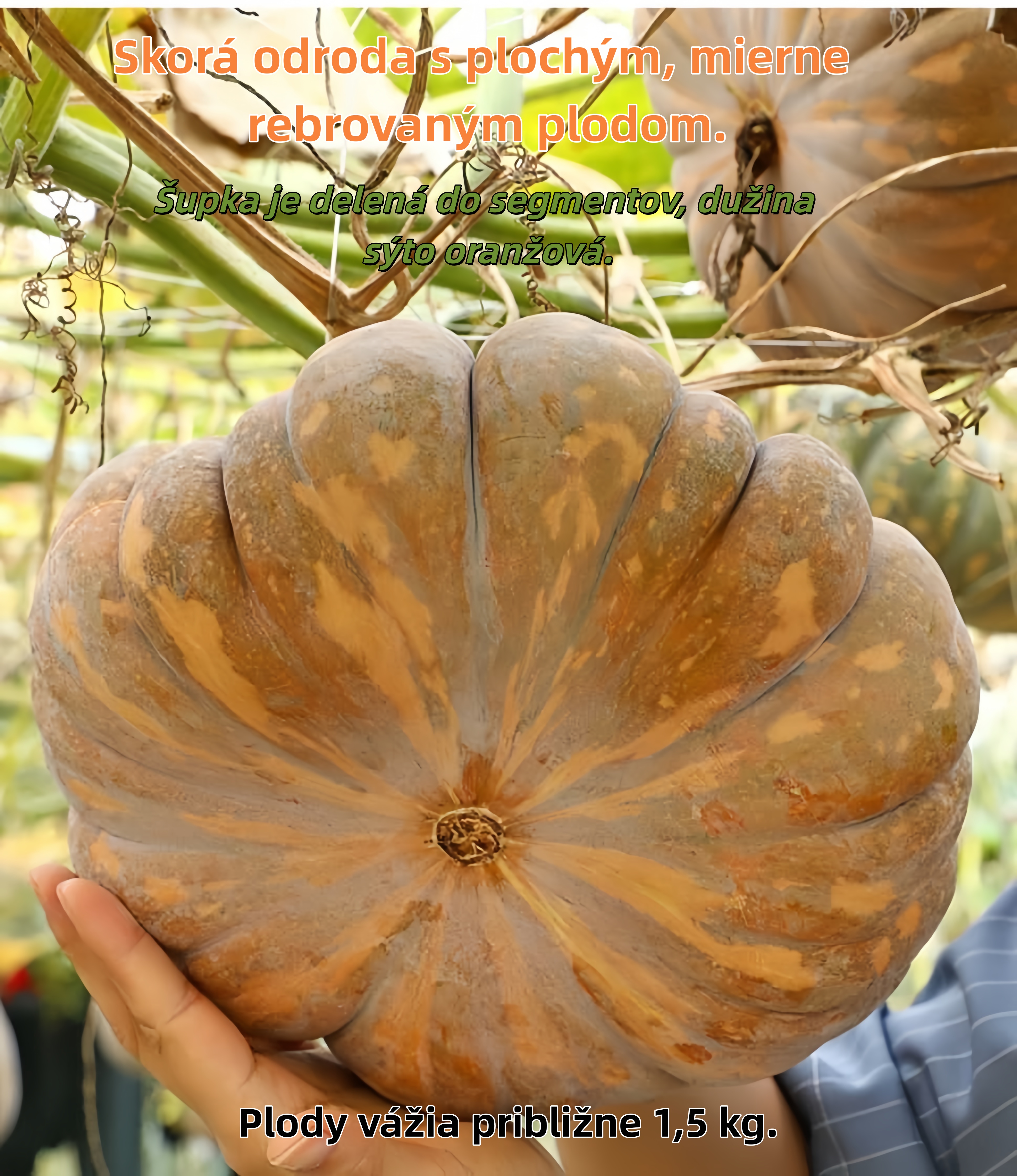 🎃 Tekvica „Mlynský kameň“ – tradičná sladkastá odroda s bohatou úrodou
