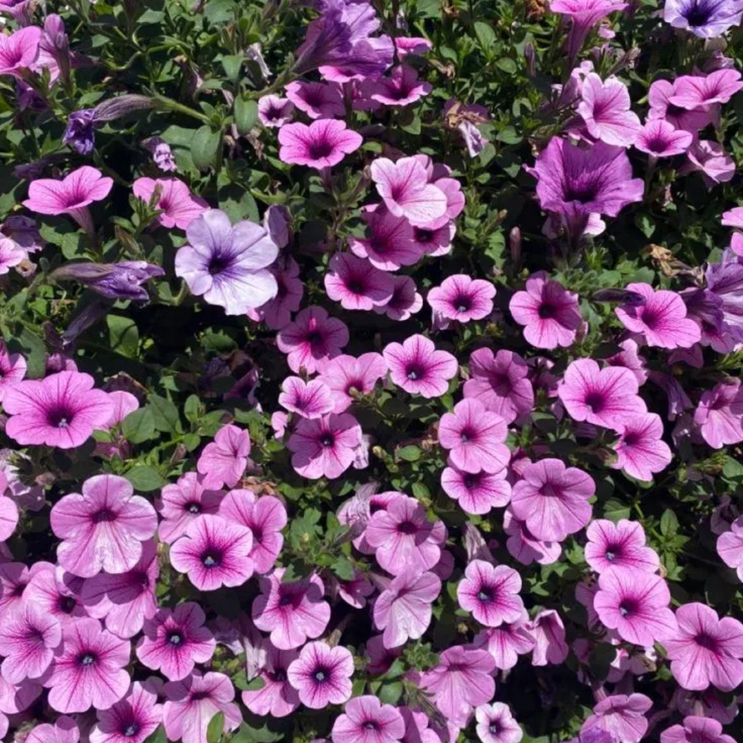 🔥 Výpredaj skladu – 50 % zľava už len 4 hodiny! 🌸 Semená petúnií na jarnú výsadbu 🌱✨