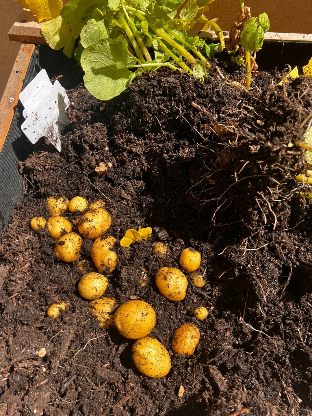 🥔 Semená zemiakov – bohatá úroda, odolná voči chorobám a vhodná aj do kvetináčov 🌿✨
