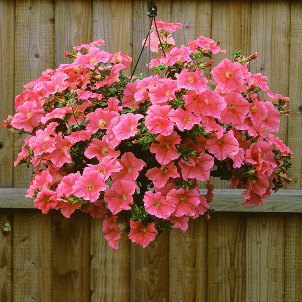 🔥 Výpredaj skladu – 50 % zľava už len 4 hodiny! 🌸 Semená petúnií na jarnú výsadbu 🌱✨