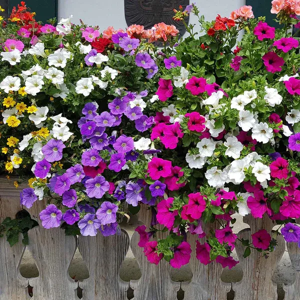 🔥 Výpredaj skladu – 50 % zľava už len 4 hodiny! 🌸 Semená petúnií na jarnú výsadbu 🌱✨