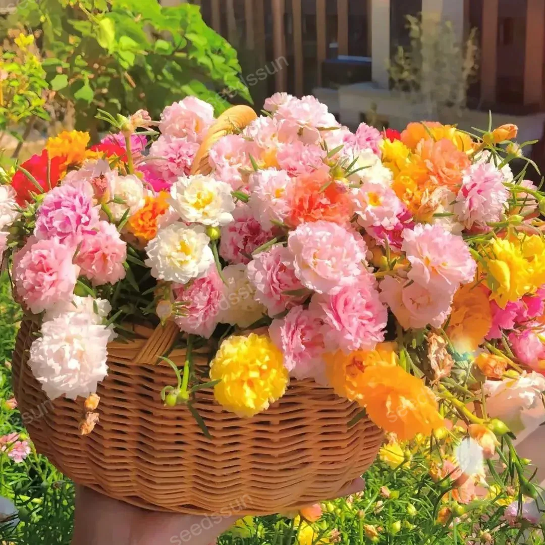 🌸 Semená mchestej ruže – farebný mix na celé leto bez starostí 🌿✨