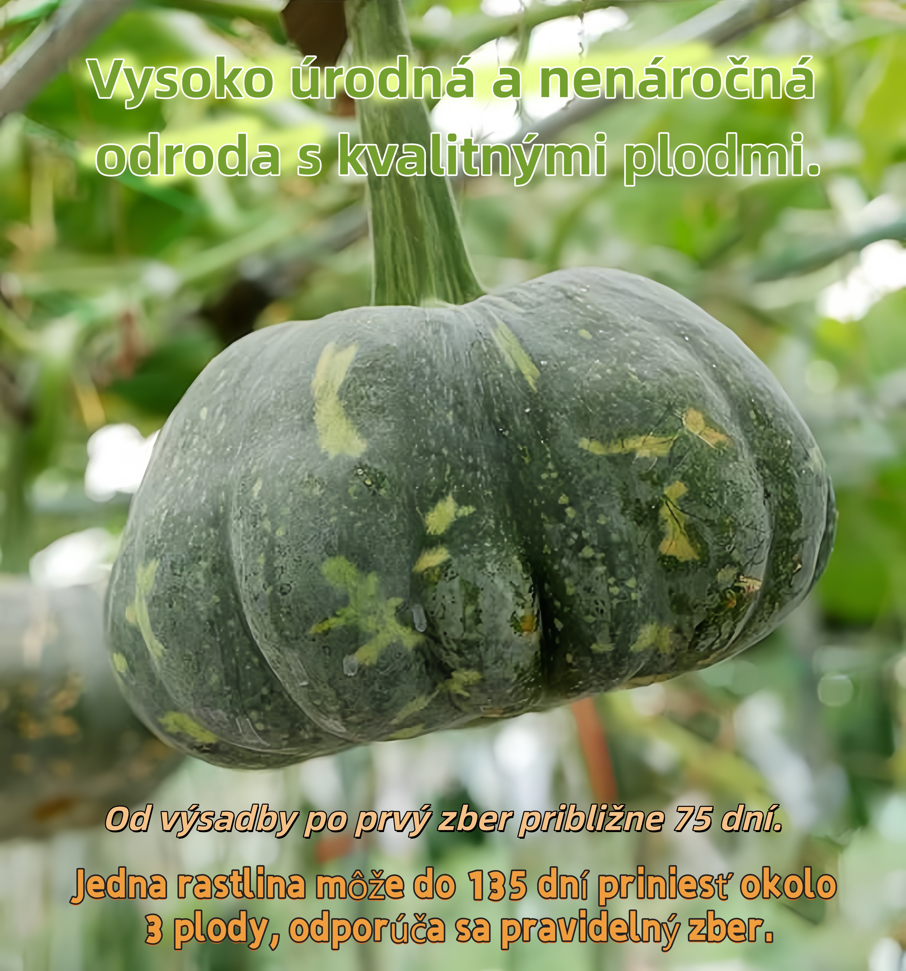 🎃 Tekvica „Mlynský kameň“ – tradičná sladkastá odroda s bohatou úrodou