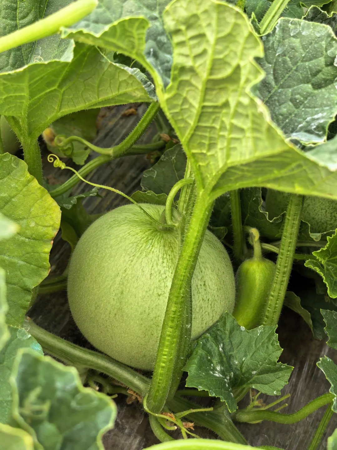 🍈 Semená zeleného melónu – šťavnatá sladkosť z vlastnej záhrady 🌱