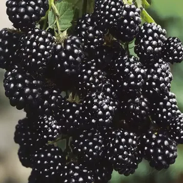 🫐 Semená černíc – Vlastná úroda sladkých plodov priamo z vašej záhrady! 🌿