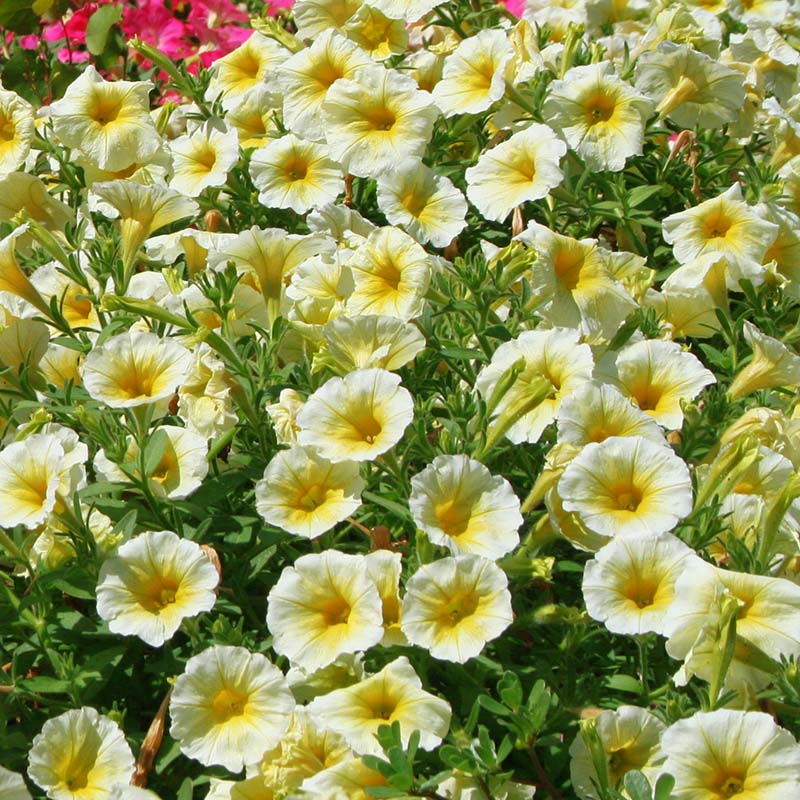 🔥 Výpredaj skladu – 50 % zľava už len 4 hodiny! 🌸 Semená petúnií na jarnú výsadbu 🌱✨